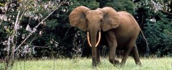 elephants-laos-green-forest